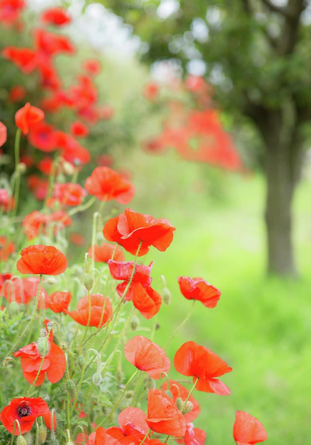Poppies Photograph by Peter Chadwick Lrps