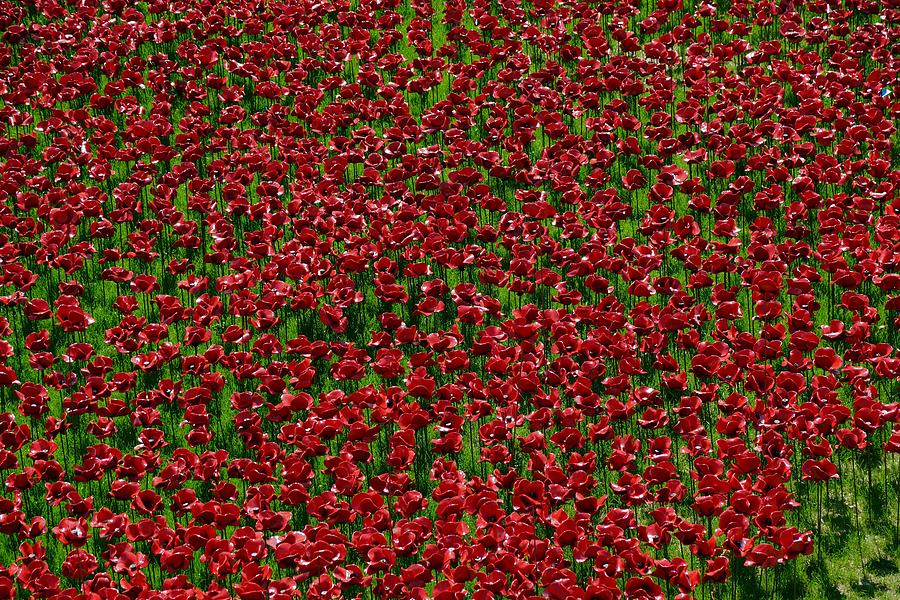 Poppies Photograph by Ron Harpham