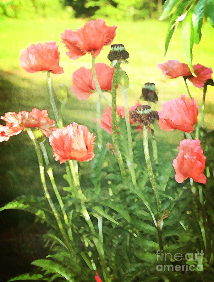 Poppies Photograph by Rosemary Aubut