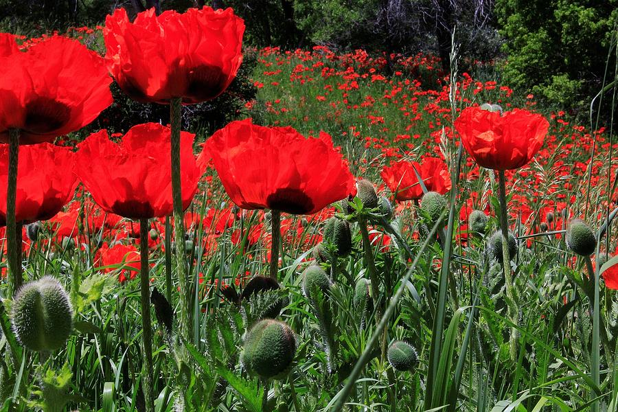 Poppies Photograph by Roxie Crouch