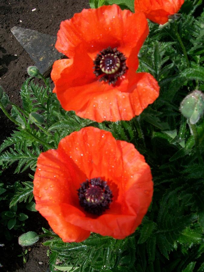 Poppies Photograph by Sharon Duguay
