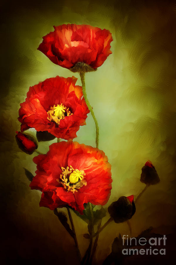 Poppies Photograph by Stephanie Frey