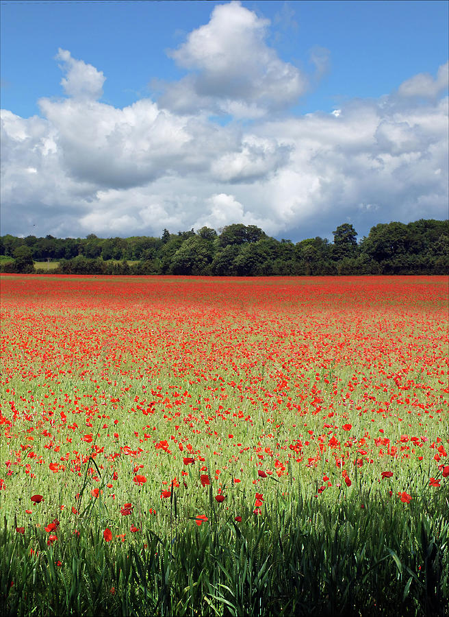 Poppies To Remember Photograph by Jo Parsons