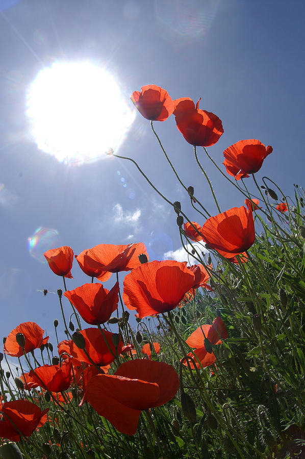 Poppies to the sun Photograph by Erik Tanghe