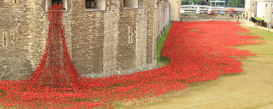 Poppies Tower of London Photograph by David French