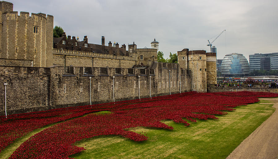 Poppies Tower Of London Photograph by Martin Newman