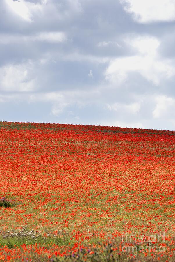 Poppies 1 - A Field Of Red Photograph by Wendy Wilton
