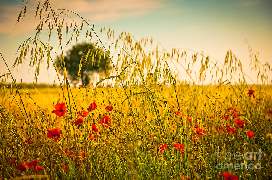 Poppies with tree in the distance Photograph by Silvia Ganora