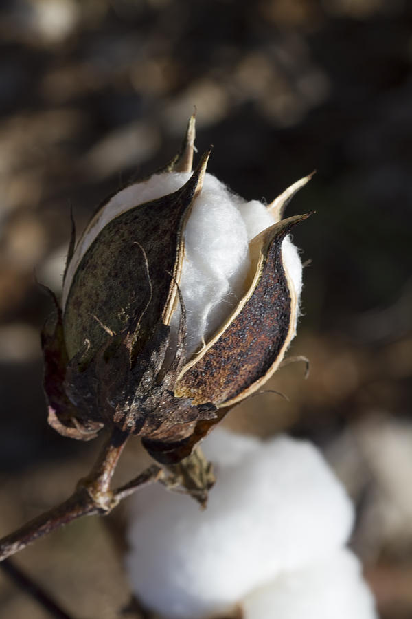 Poppin Fresh Cotton Boll Photograph by Kathy Clark