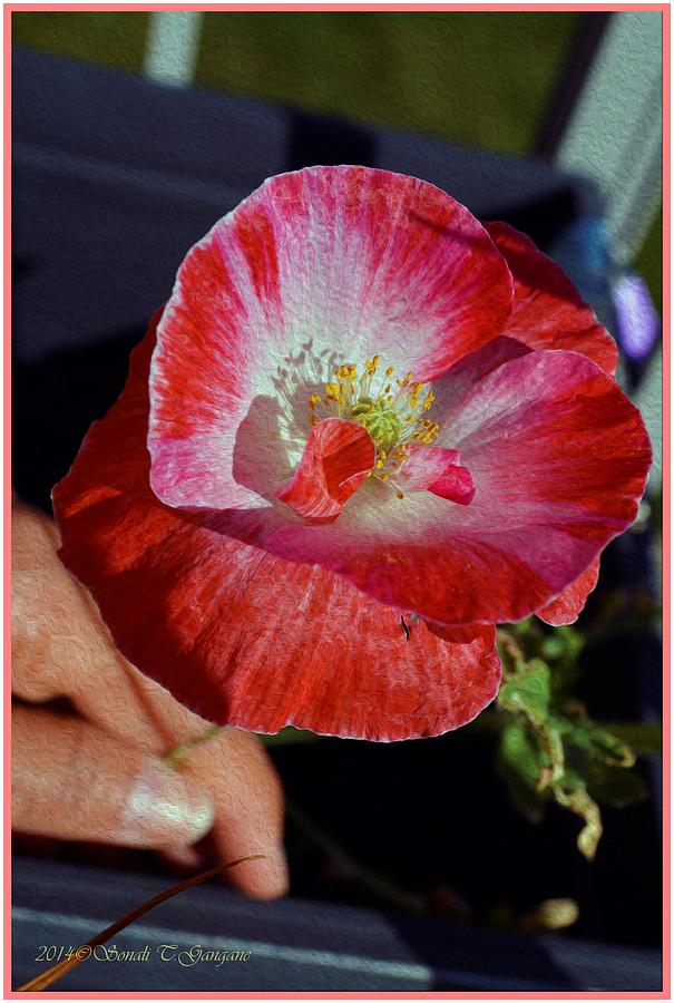 Poppy Photograph - Popping Beauty by Sonali Gangane