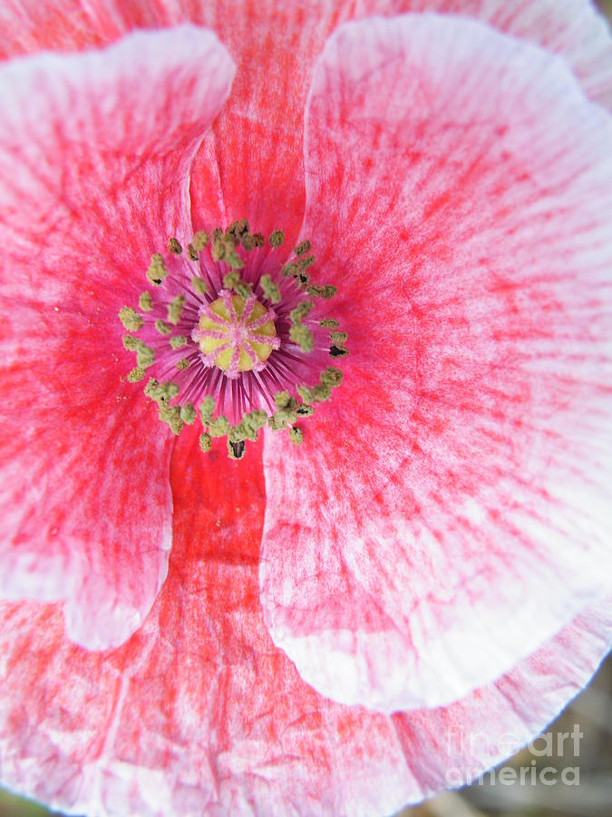 Poppy Photograph - Popping by Brian Boyle