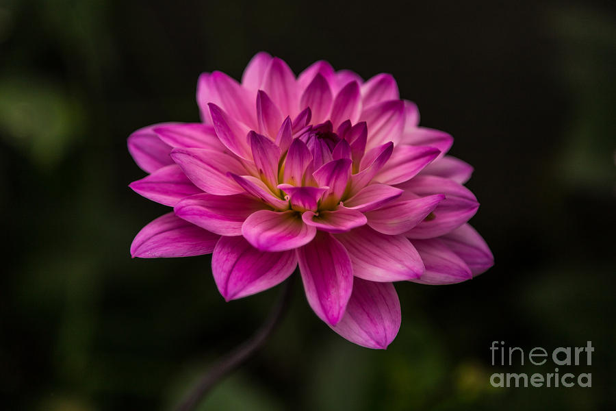Popping Pink Dahlia Photograph by Beverly Tabet