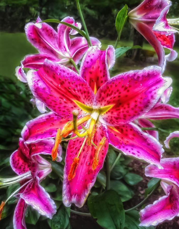 Popping Pink Photograph by Judy Duncan - Fine Art America