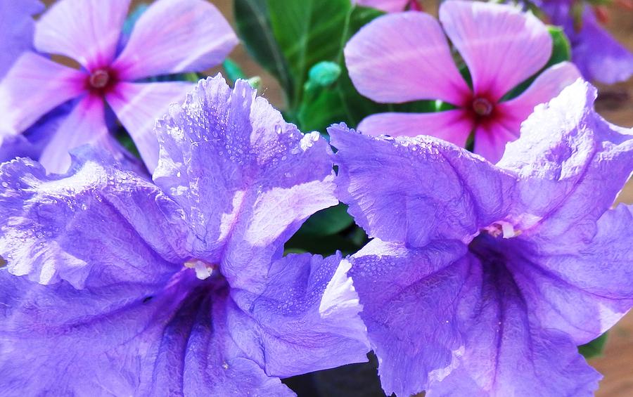 Popping Purple Petals Beauty Photograph by Belinda Lee