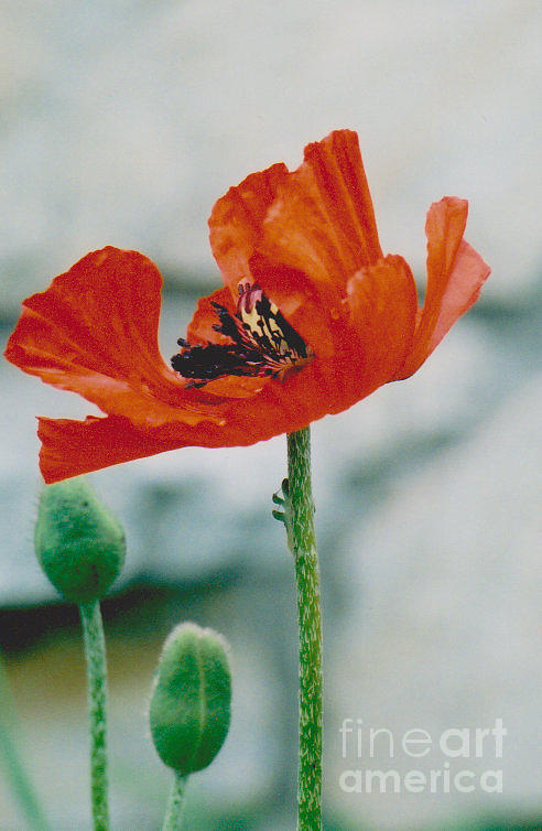 Poppy - 1 Photograph by Jackie Mueller-Jones