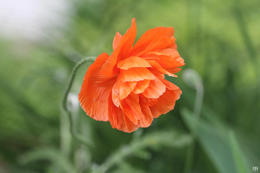 Flower Photograph - Poppy 2 by John Meader