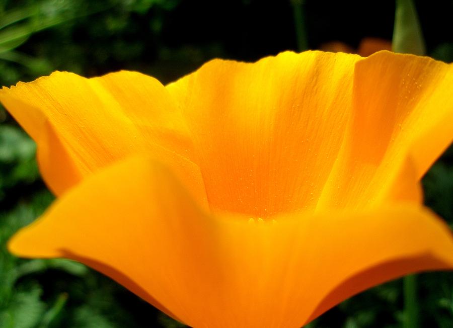CA Poppy 2 Photograph by Kevin B Bohner