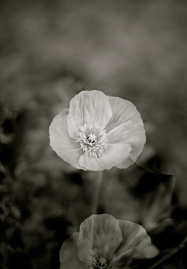 Poppy 35 Photograph by Pamela Cooper