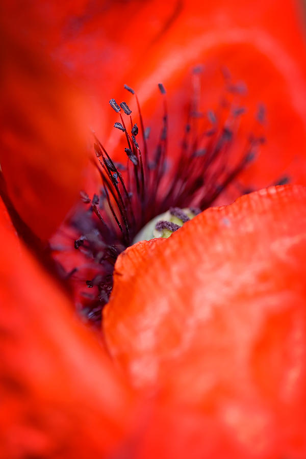 Nature Photograph - Poppy Abstract by Modern Abstract