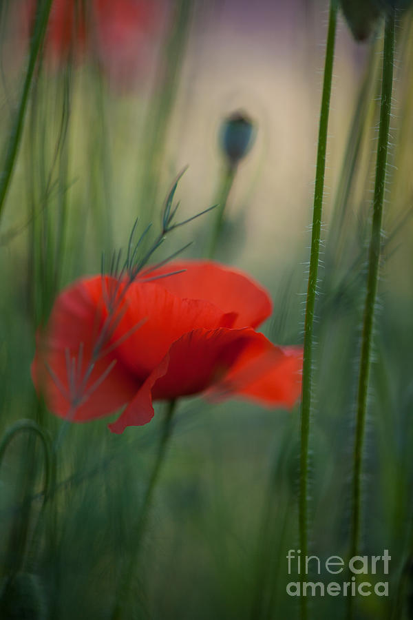 Poppy Photograph - Poppy Abstract by Mike Reid