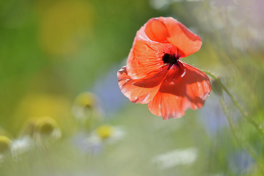 Poppy Among Flowers Photograph by Martial Colomb