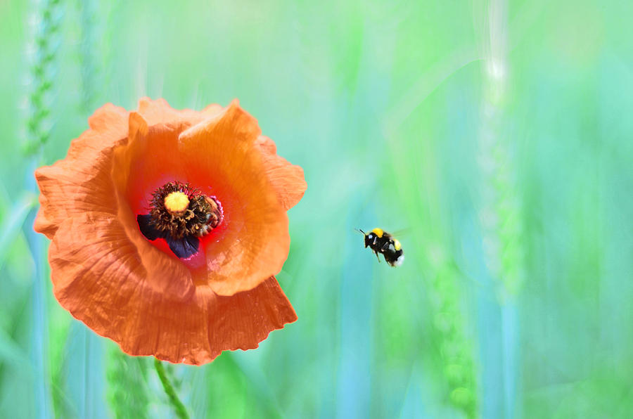 Poppy Photograph - Poppy and Bumblebee by Gynt  
