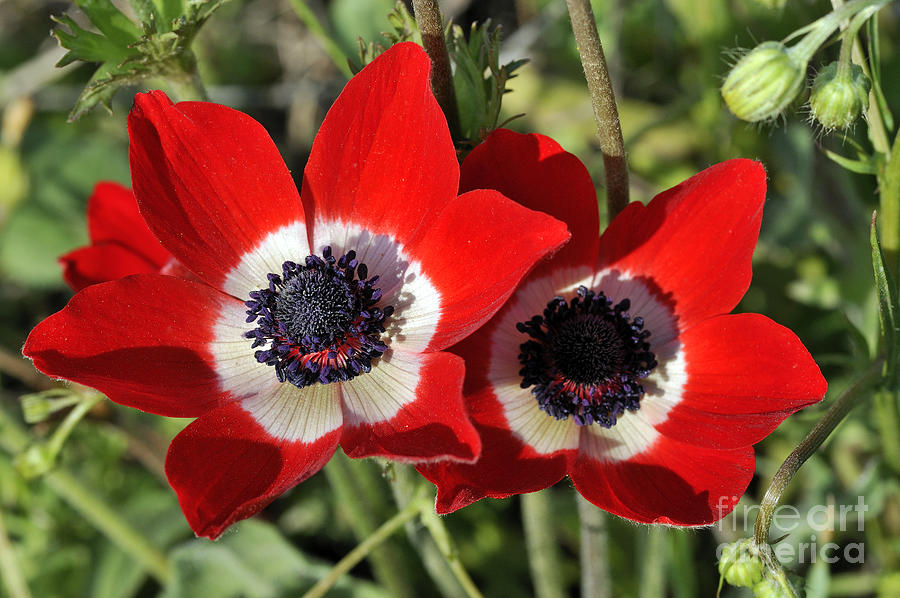 Poppy anemones Photograph by George Atsametakis