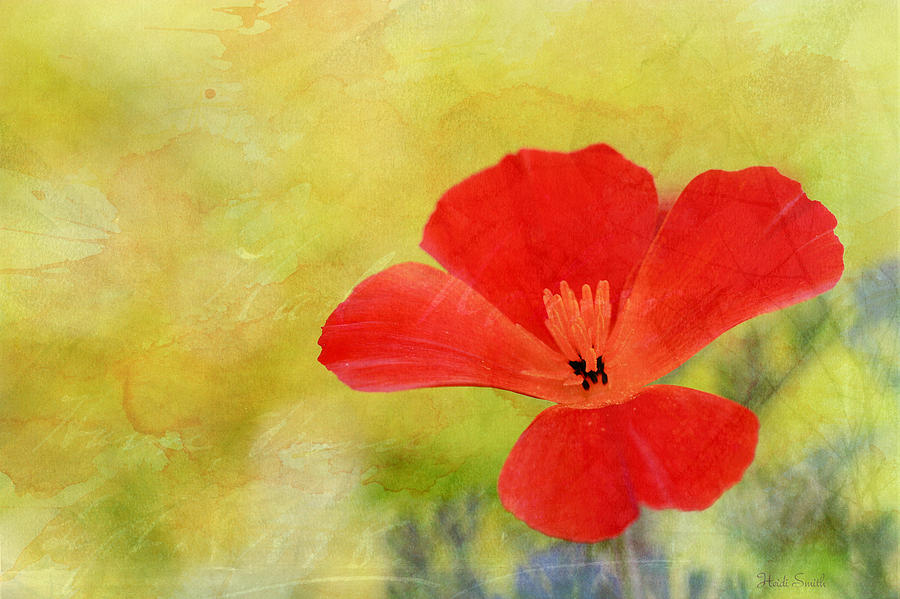 Poppy Art  Photograph by Heidi Smith
