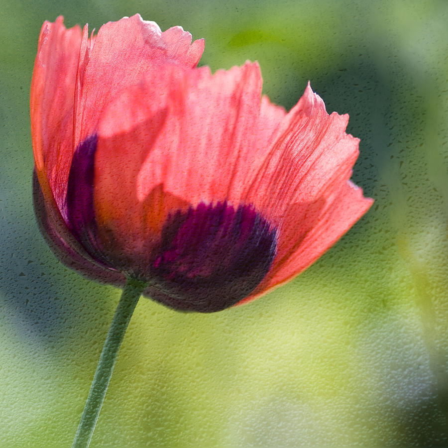 Poppy Backlit  Photograph by Diane Fifield