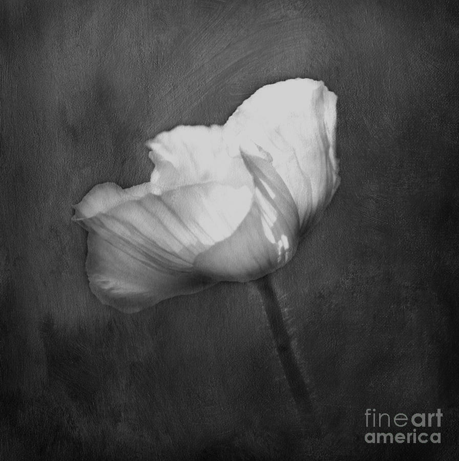 Poppy Black and White Textured Photograph by Clare VanderVeen