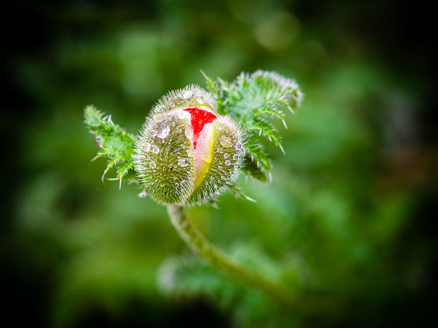Poppy Bud Photograph by Mark Llewellyn