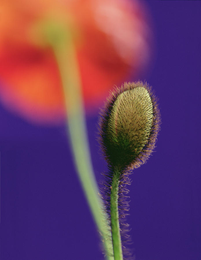 Poppy Bud Photograph by Norman Hollands