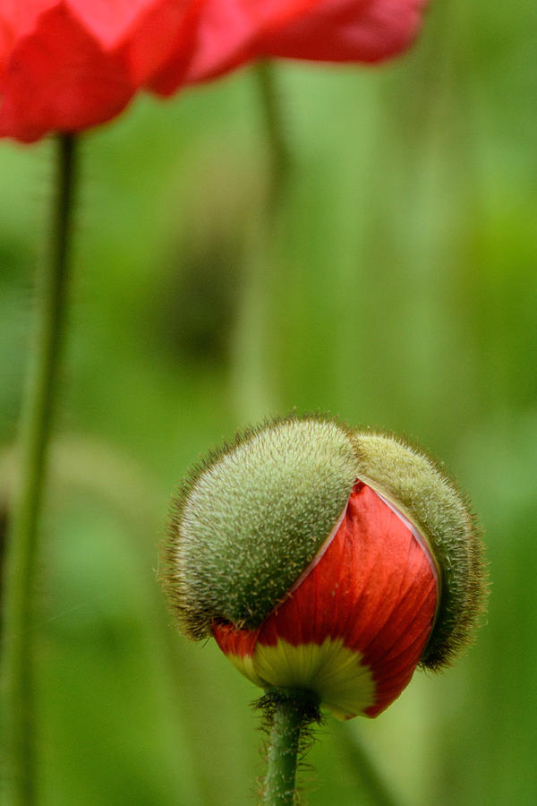 Poppy Bud Vertical  Photograph by Jeanne May