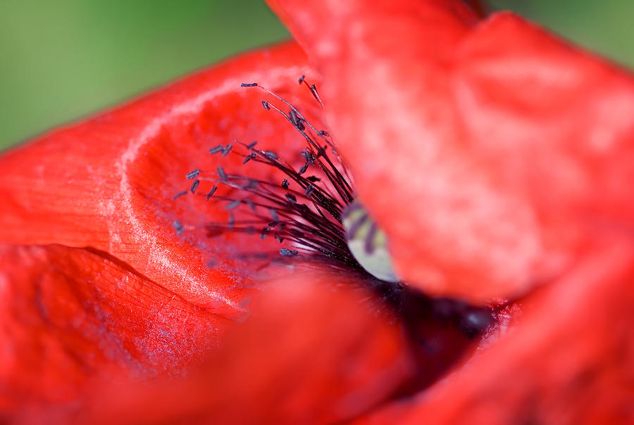 Abstract Flowers Art - Blink of a Poppy Photograph by Modern Abstract