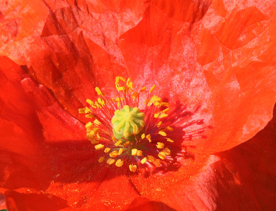 Poppy Close Up Photograph by John Topman