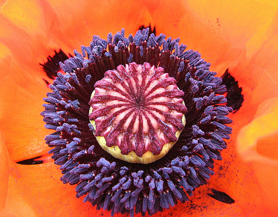 Poppy Photograph - Poppy Delight by Brian Chase
