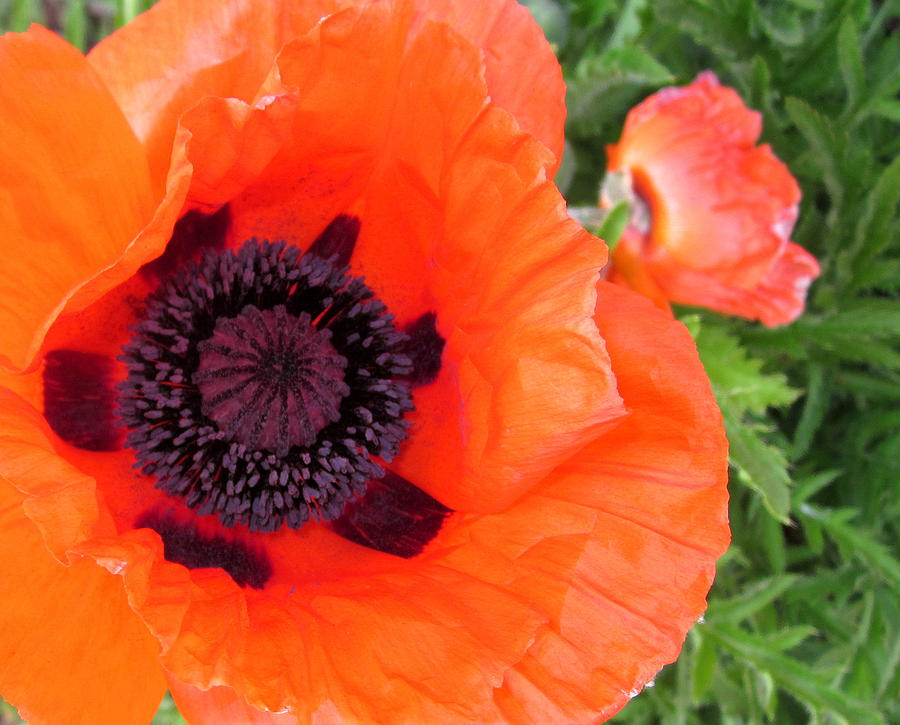 Poppy Photograph by Denise Nelson