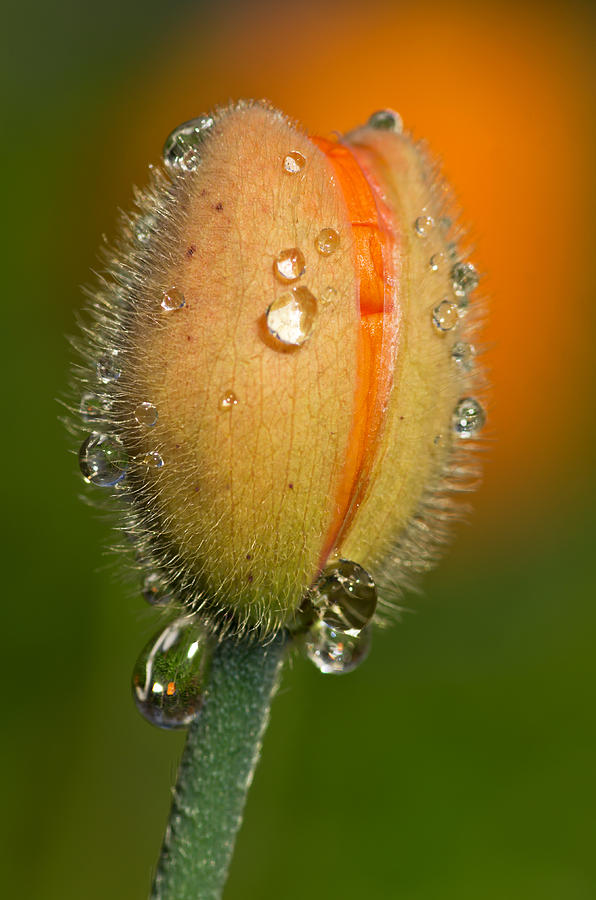 Poppy drops Photograph by Pete Hemington