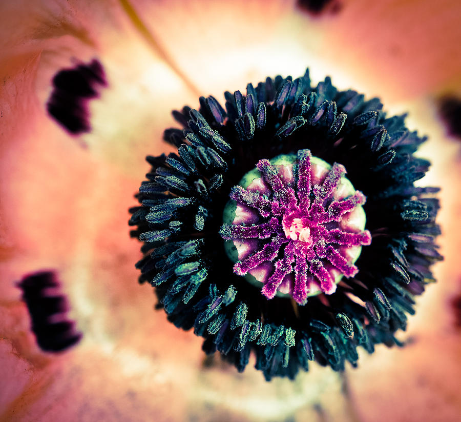 Poppy Exposed Photograph by Ronda Broatch
