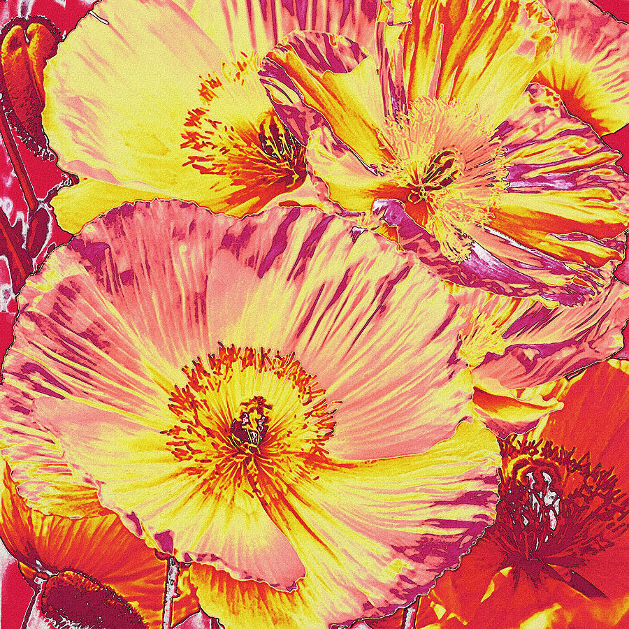 Poppy Extravaganza Digital Art by Jane Schnetlage