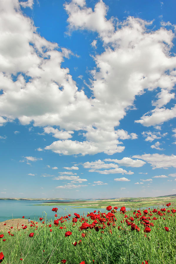 Poppy Field, Adiyaman Province, East Photograph by Gabrielle Therin-weise