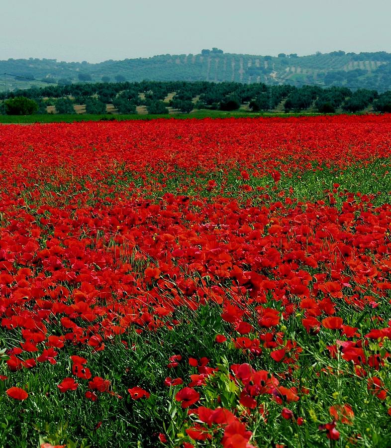 Poppy Field and Pyrinees - Spain Photograph by Jacqueline M Lewis