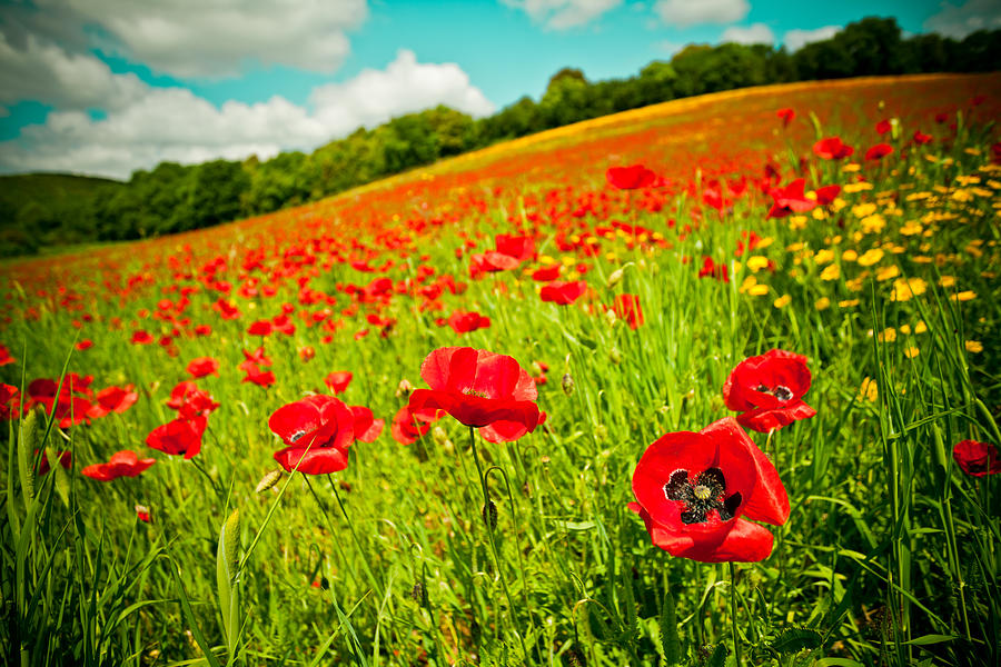 Poppy field and sky Photograph by Raimond Klavins