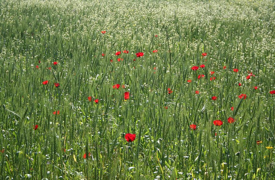 Poppy Photograph - Poppy Field And Springtime Hay Meadow  by Taiche Acrylic Art