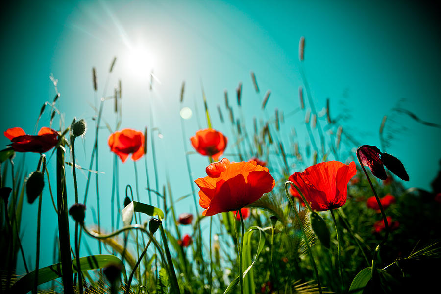 Poppy field and sun Photograph by Raimond Klavins