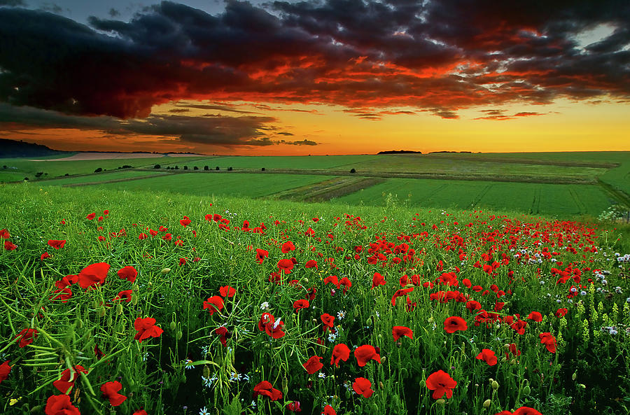 Nature Photograph - Poppy Field by Andrew Thomas