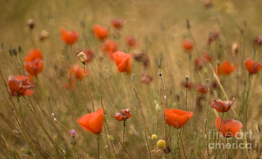 Poppy Field Photograph by Ang El