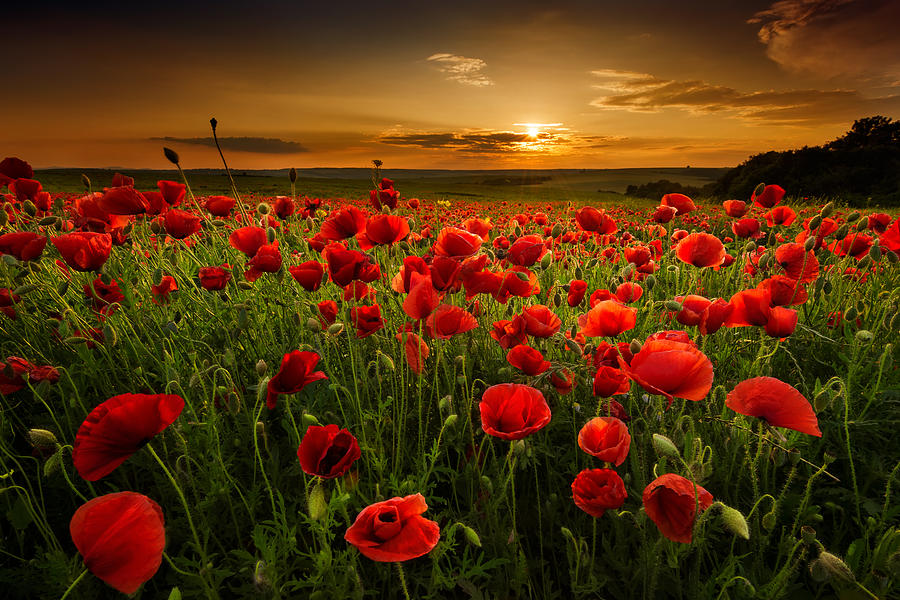 Poppy Field At Sunset Photograph