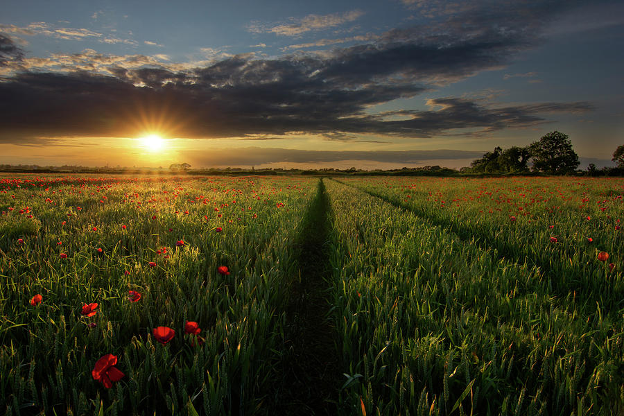 Poppy Field Photograph by Bryan Hanna Irish Landscape Photography