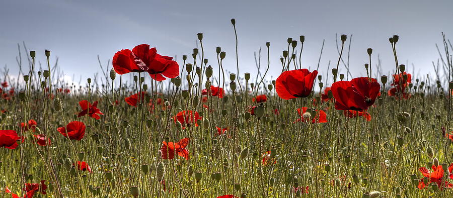 Poppy Field Photograph by David Shrubb - Fine Art America